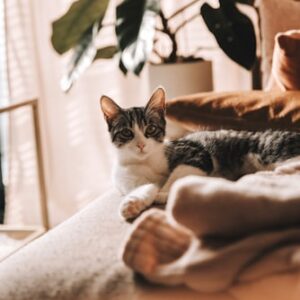 Luxury Fleece Cat Blanket