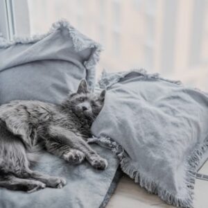 Cat Calming Spray