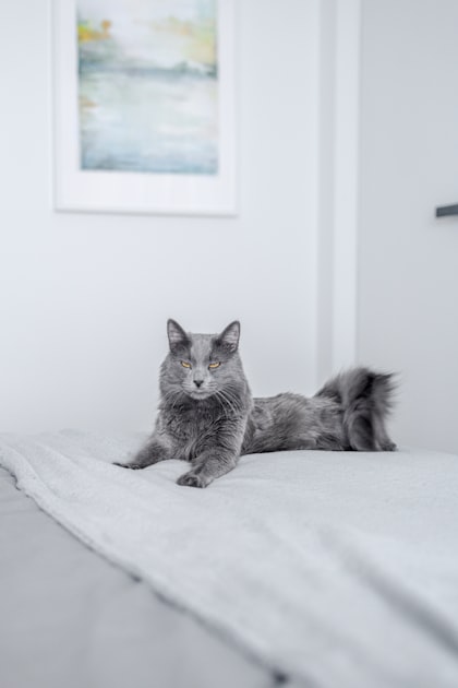 Choosing the Right Bed for Senior Cats