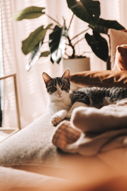 Creating a Cozy Space for Your Cat