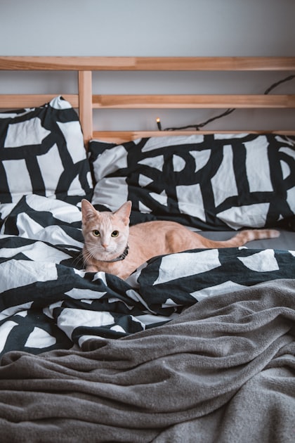 The Importance of Rest for Senior Cats