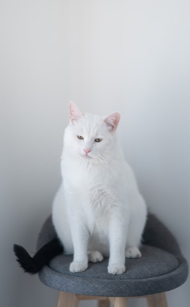 Signs Your Senior Cat Needs a New Bed