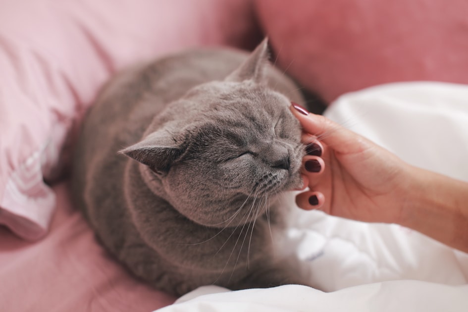 How to Maintain Your Cat’s Bed