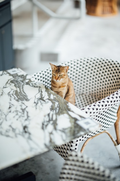 Understanding Senior Cat Behavior