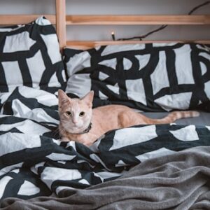 Elevated Cat Resting Platform