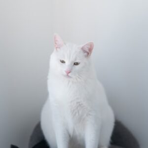 Memory Foam Cat Bed