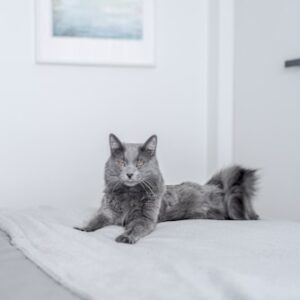 Orthopedic Cat Bed for Seniors