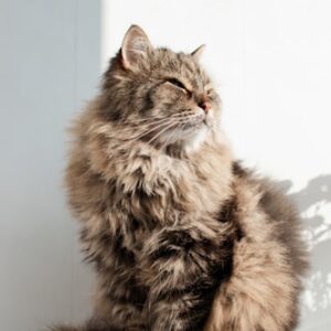 Catnip Infused Comfort Bed