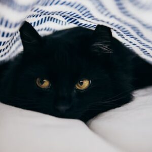 Stylish Cat Cave Bed