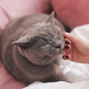 Anti-Anxiety Cat Bed