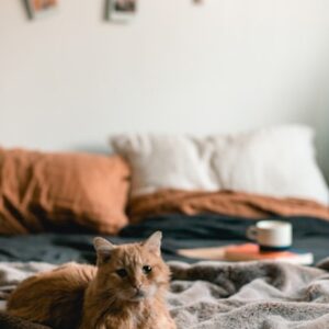 Cat Wellness Journal